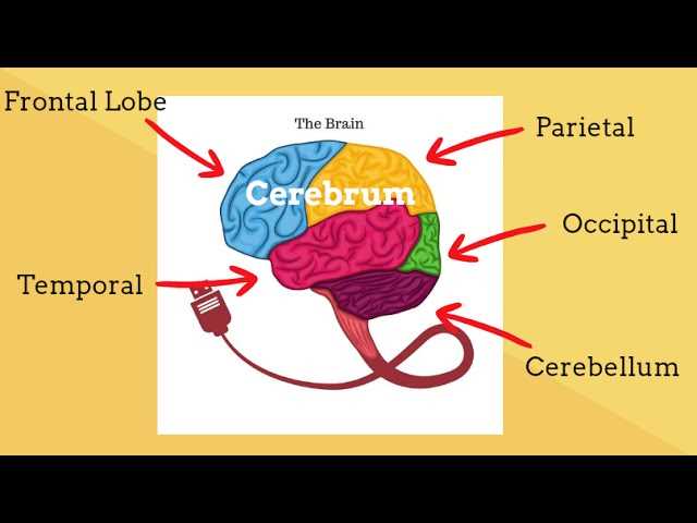 main parts of the brain diagram