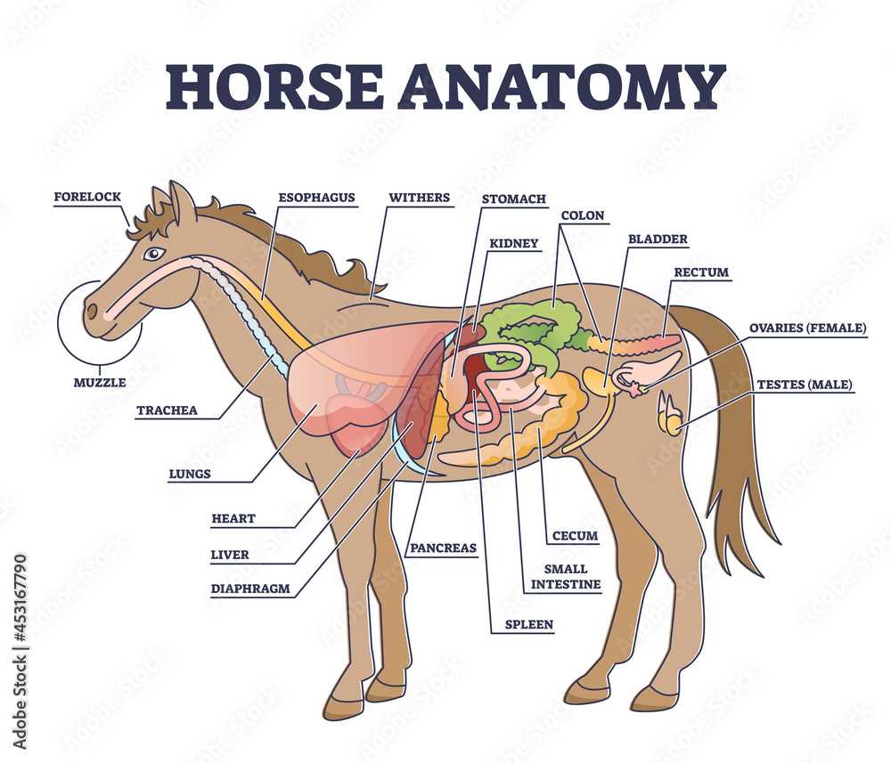 body parts of a horse diagram