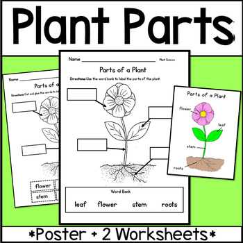 name of flower parts diagram