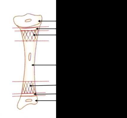 parts of a bone diagram