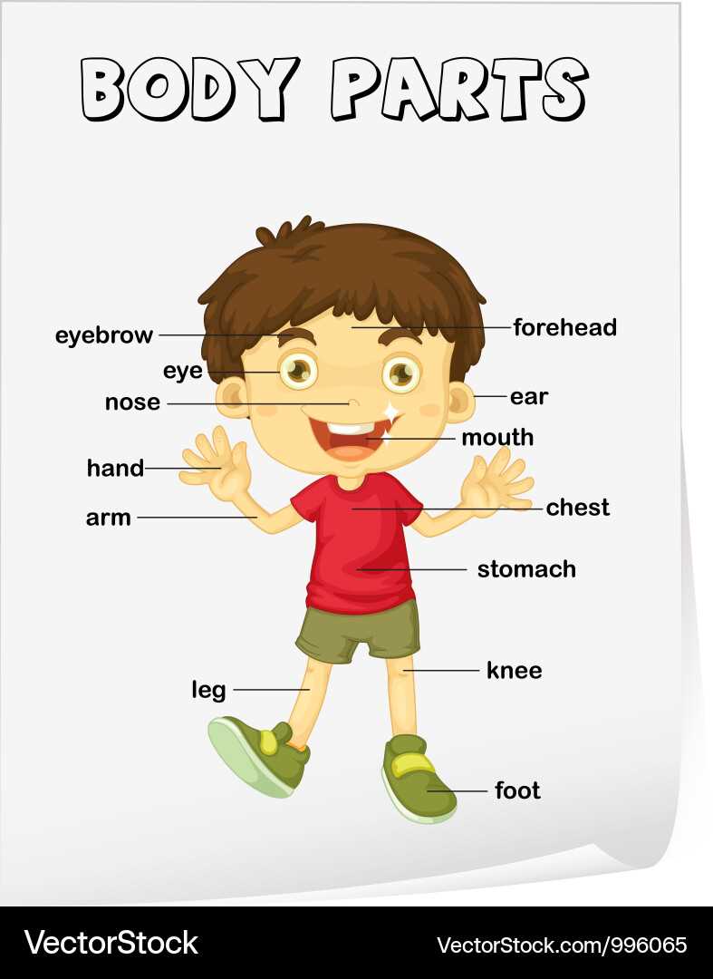 body parts with diagram