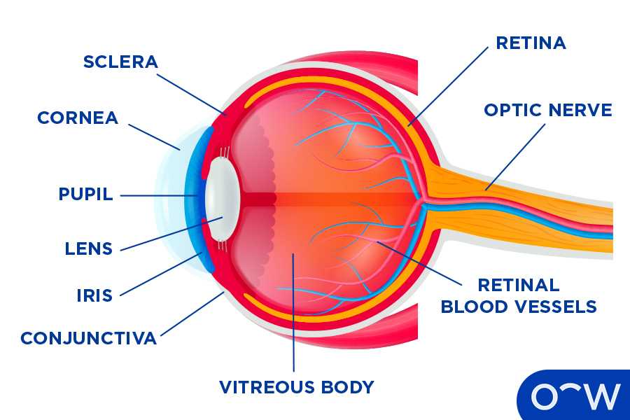 eye diagram parts