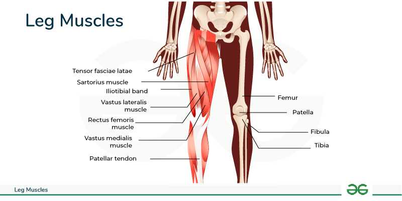 body parts muscles diagram