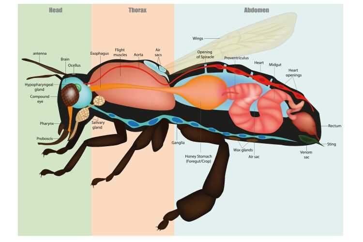 bee parts diagram