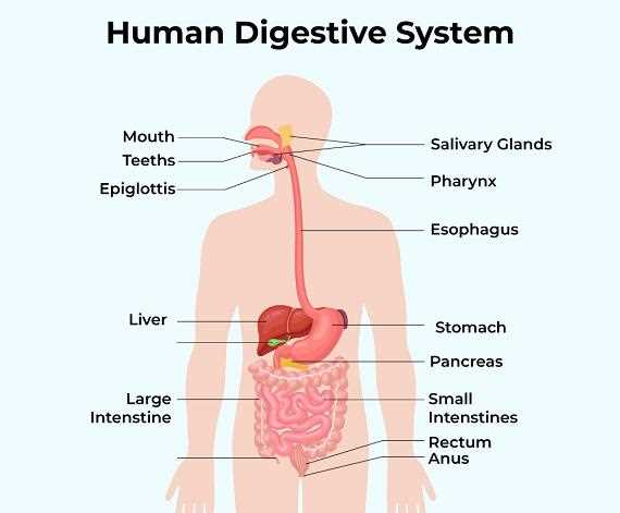 human internal body parts diagram