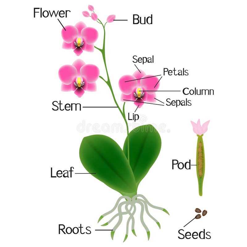 orchid flower parts diagram