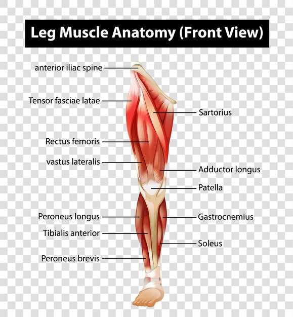 human leg parts diagram