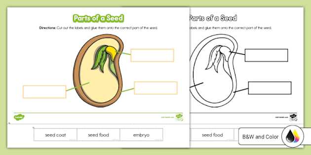 parts of a bean seed diagram