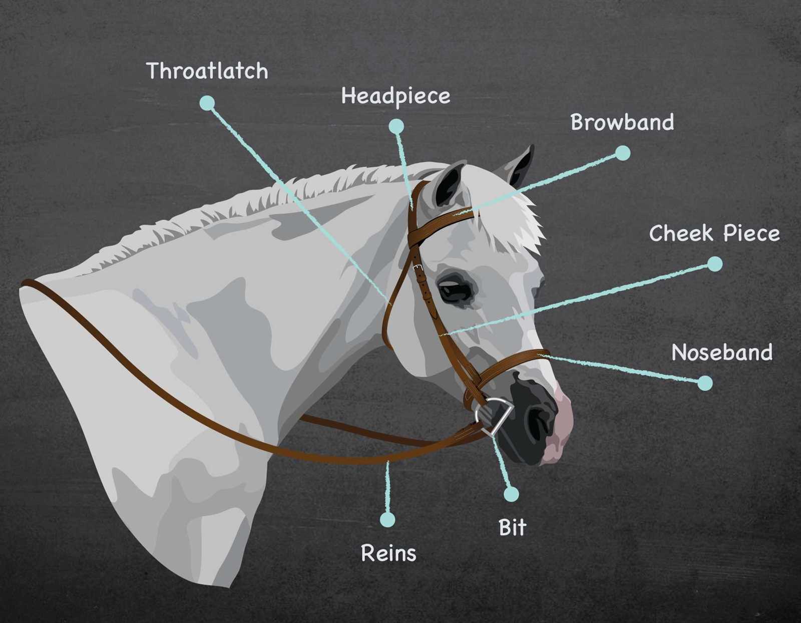 english bridle parts diagram