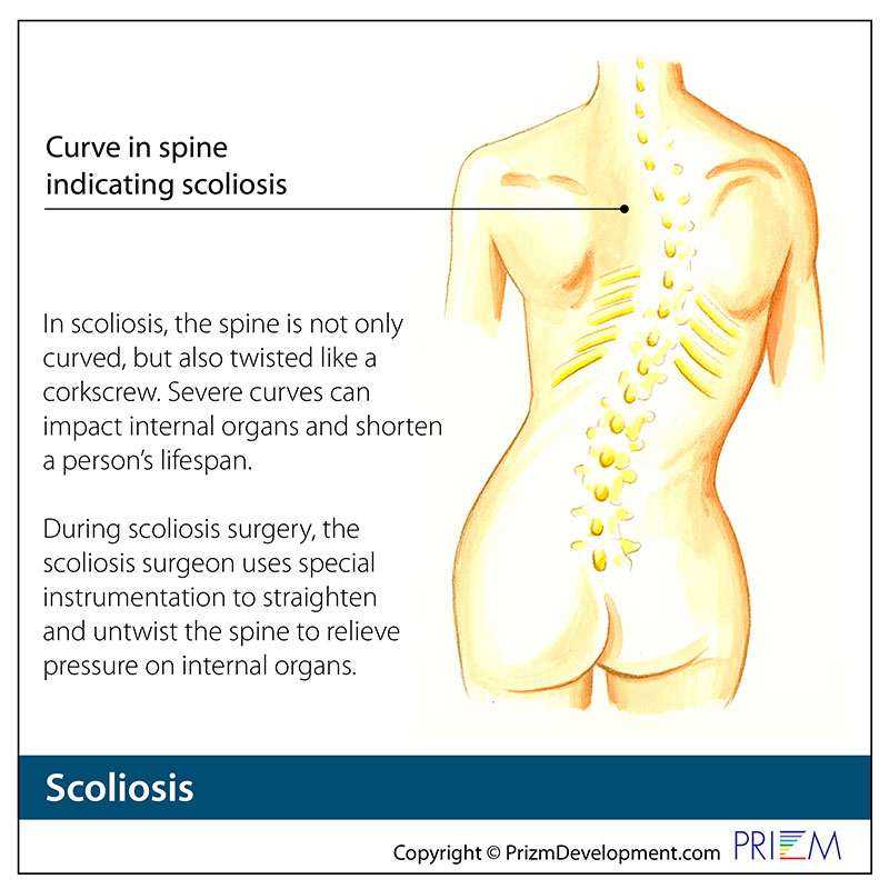 latin body parts diagram