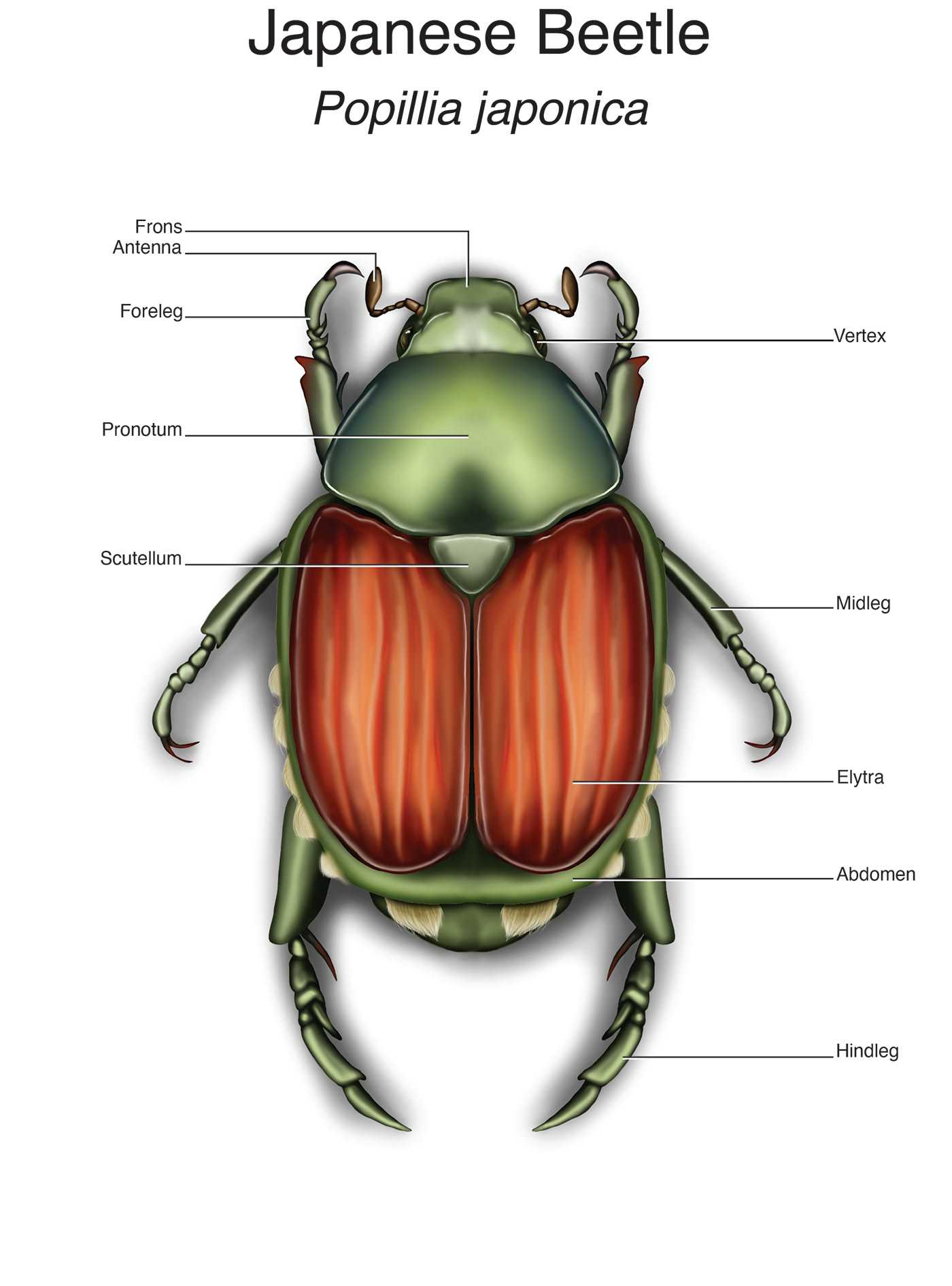 parts of a beetle diagram