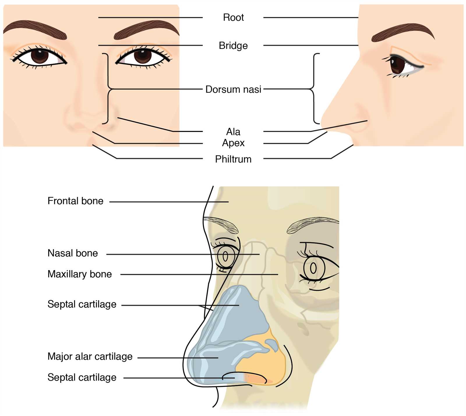 nose diagram with parts