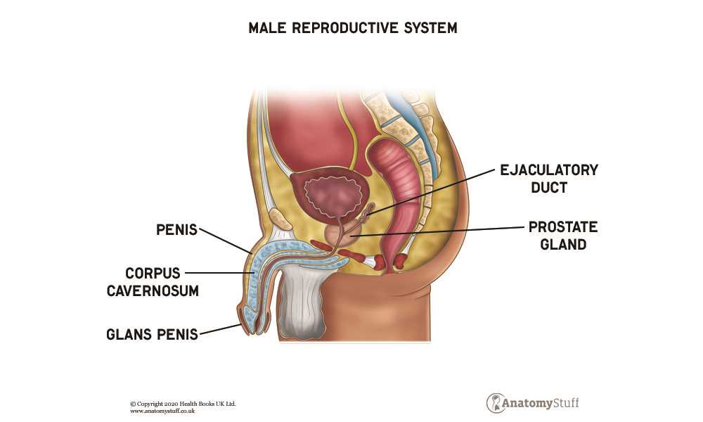 male parts diagram