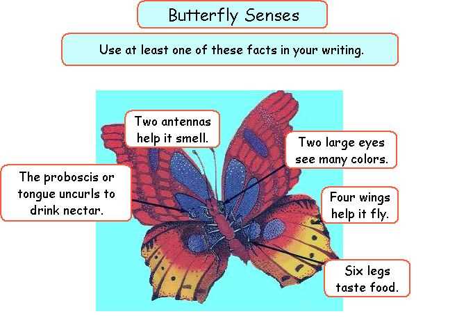 butterfly body parts diagram