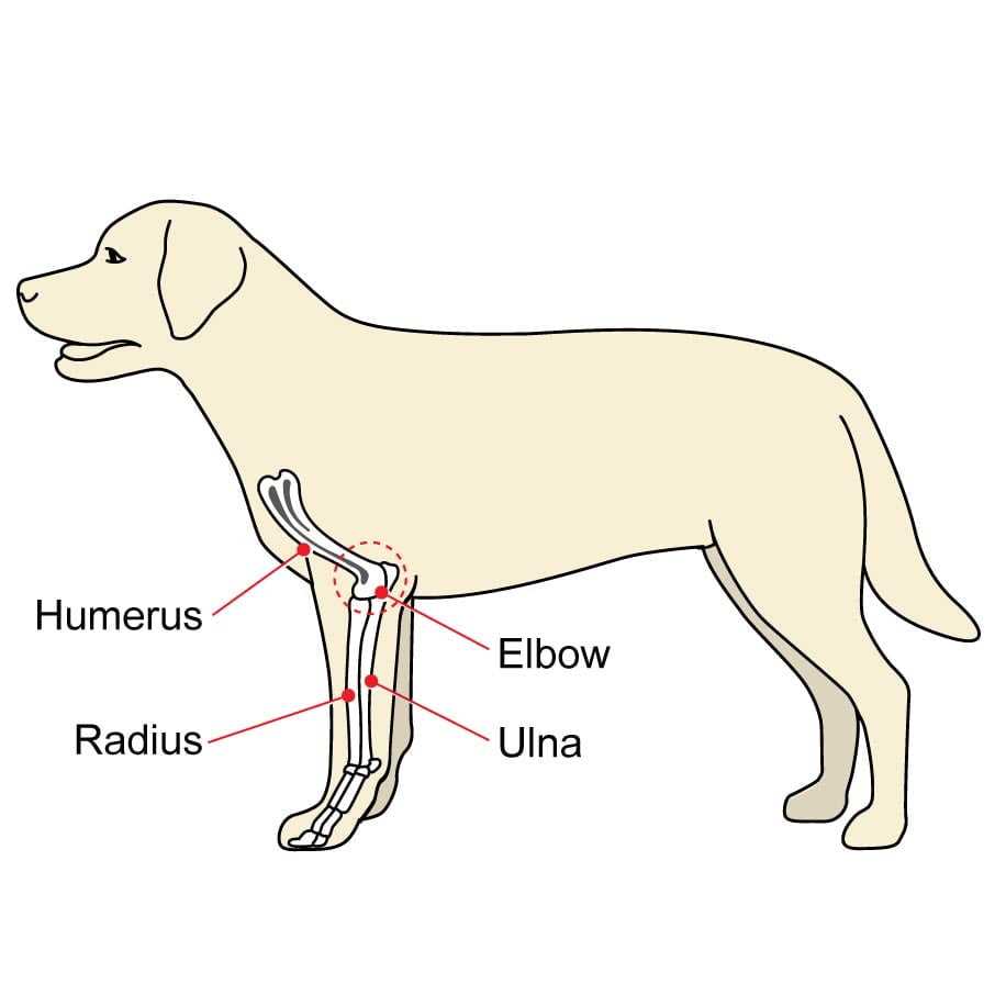 dog paw parts diagram