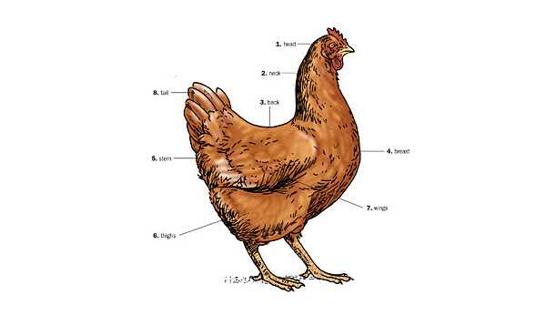 chicken parts diagram