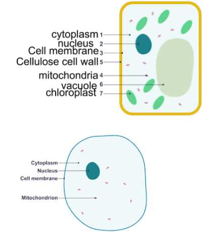 parts of a cell diagram labeled