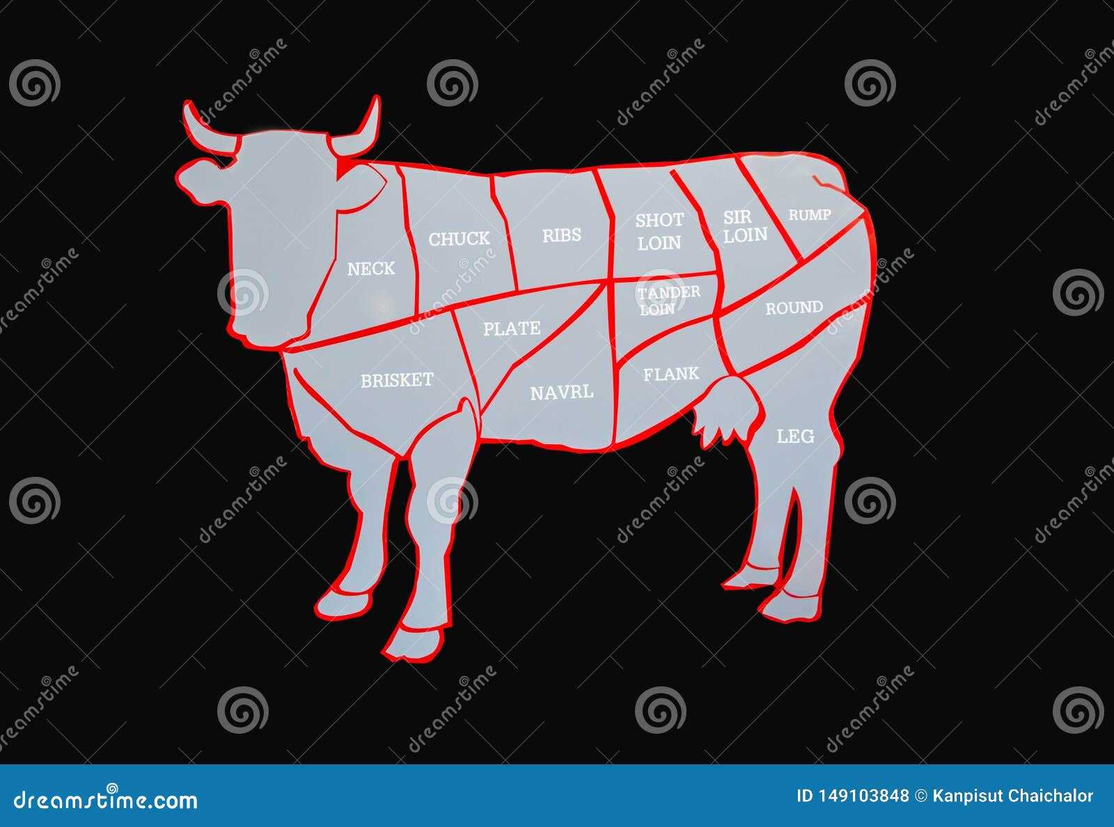 cow body parts diagram