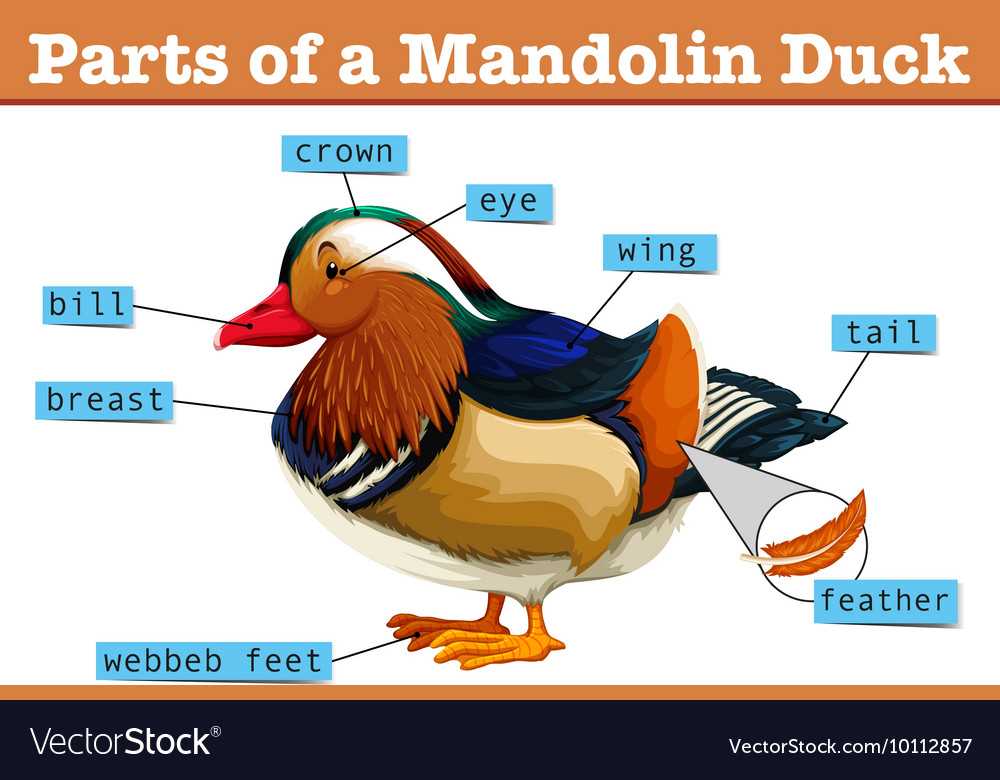 mandolin parts diagram