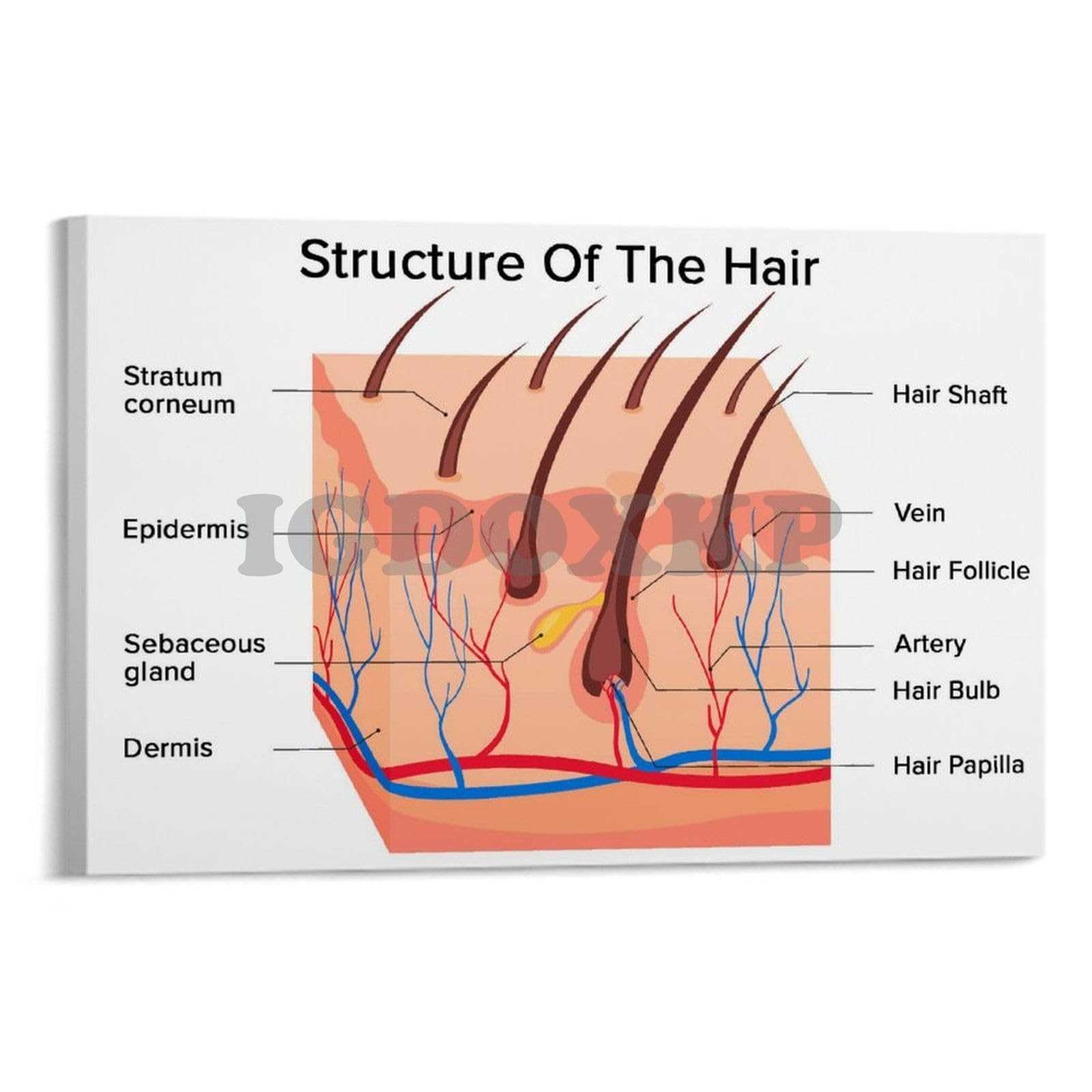 hair parts diagram