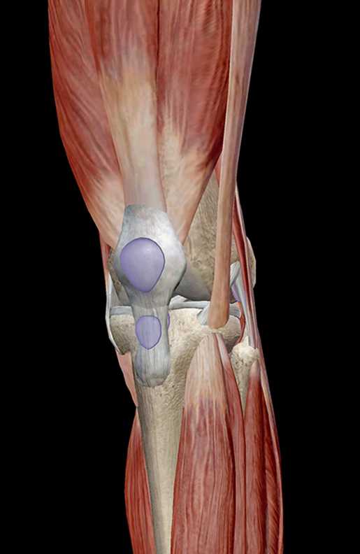 parts of a knee diagram