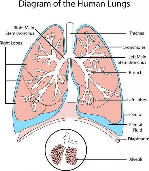 lungs diagram with parts