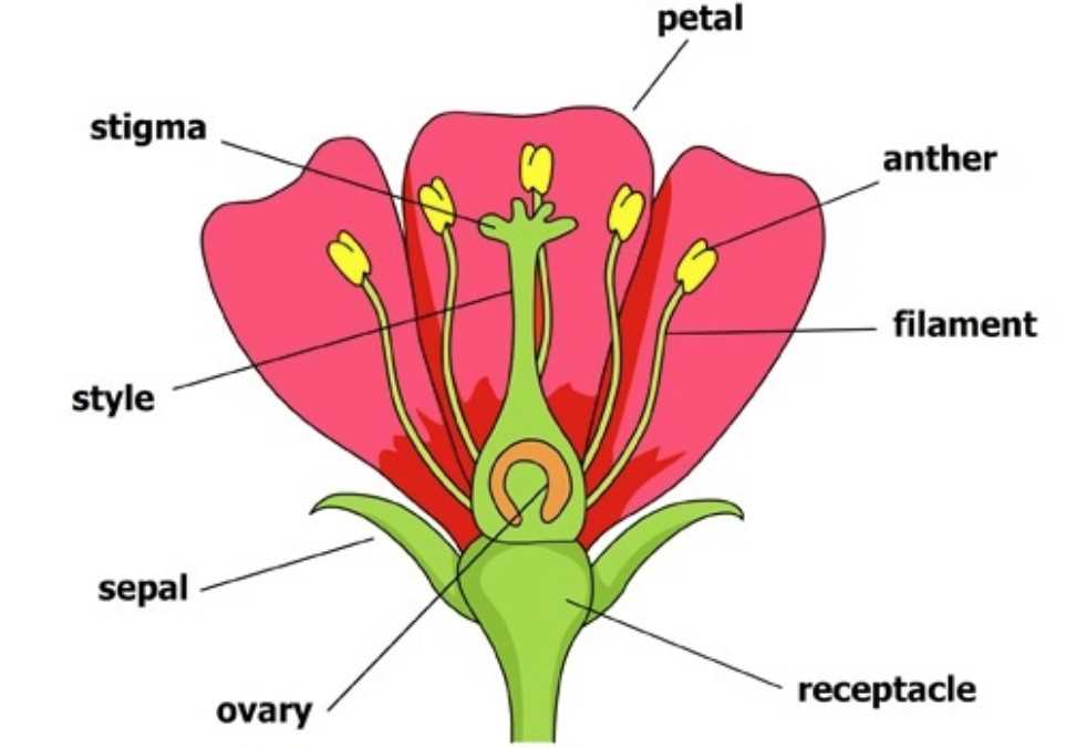 male and female parts of a flower diagram