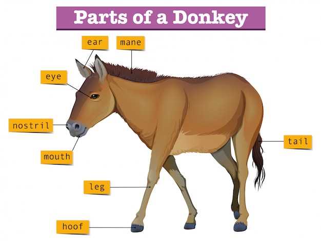 body parts of a horse diagram