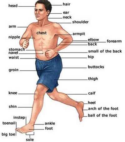 external body parts diagram