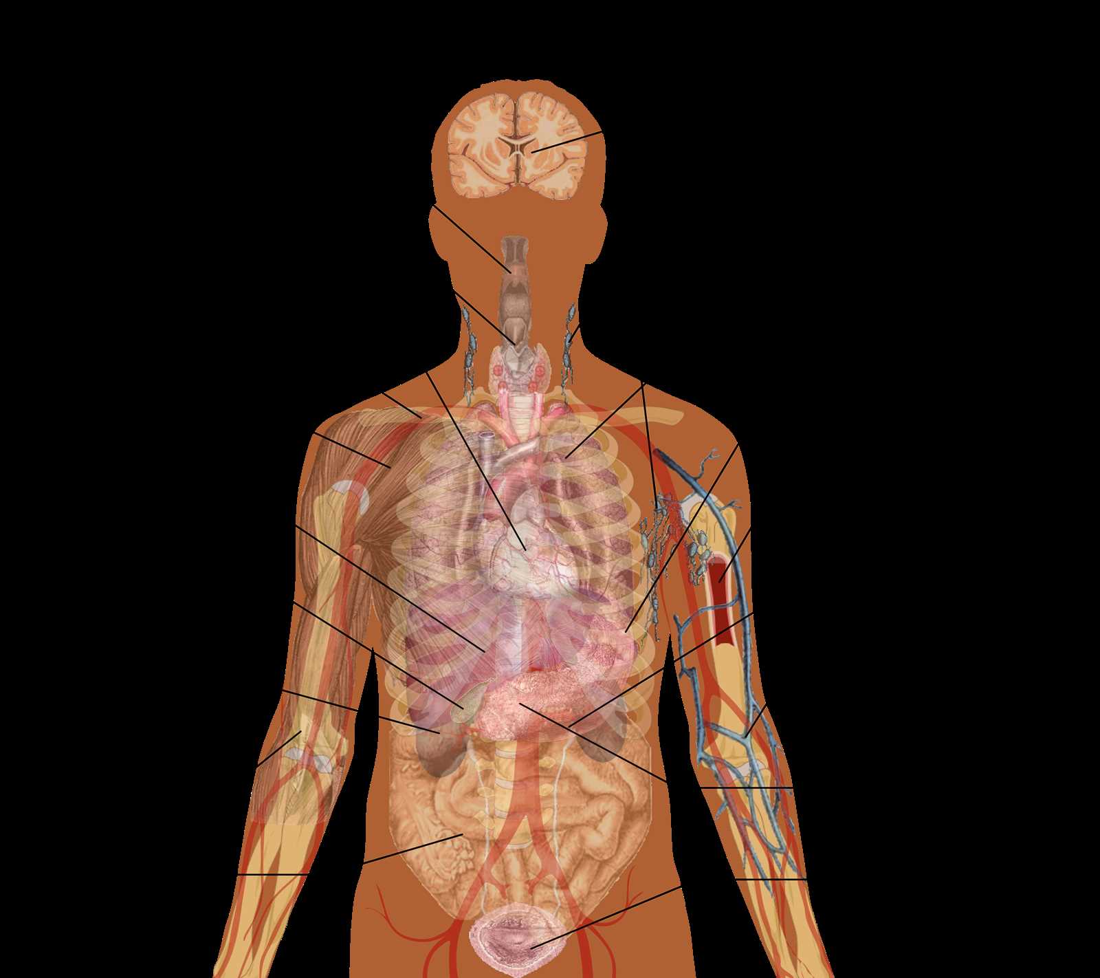 diagram of the human body parts