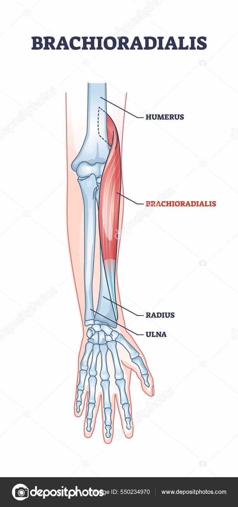 arm parts diagram