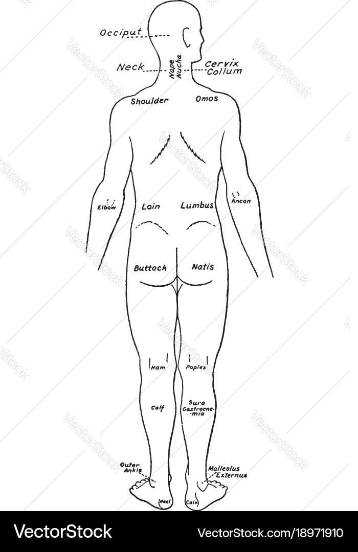 back body parts diagram