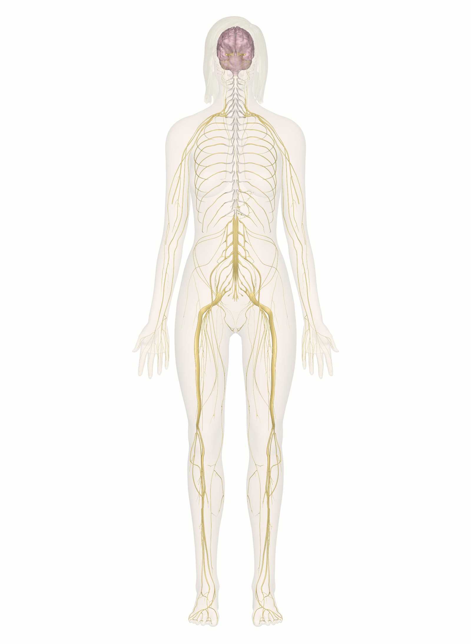 back body parts diagram