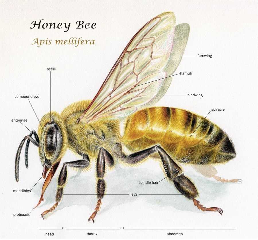 bee parts diagram