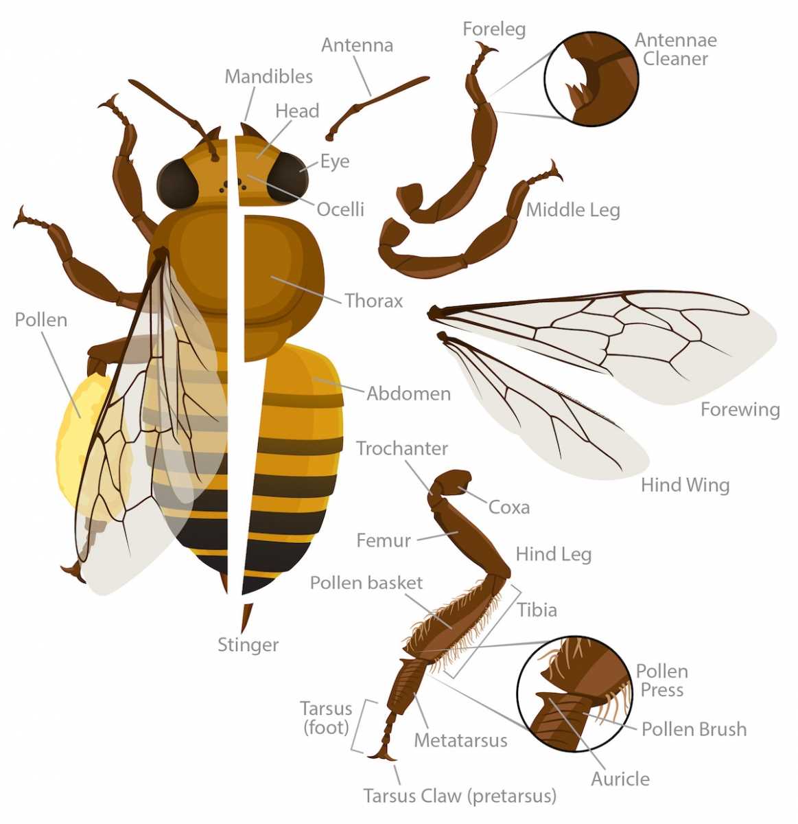 bee parts diagram