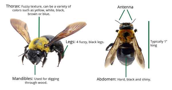 bee parts diagram