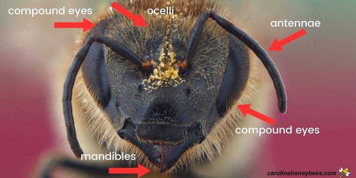 bee parts diagram