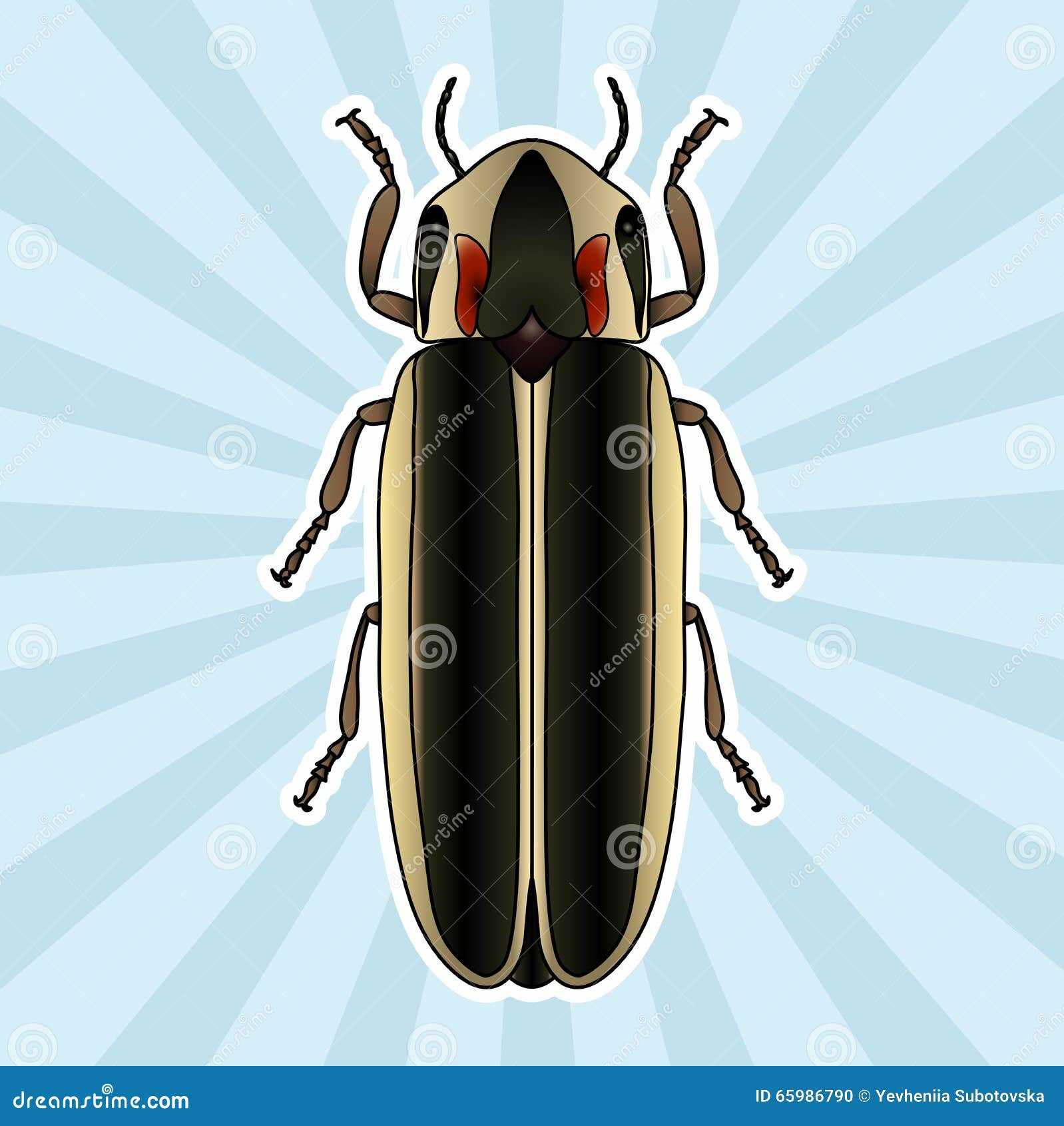 beetle body parts diagram