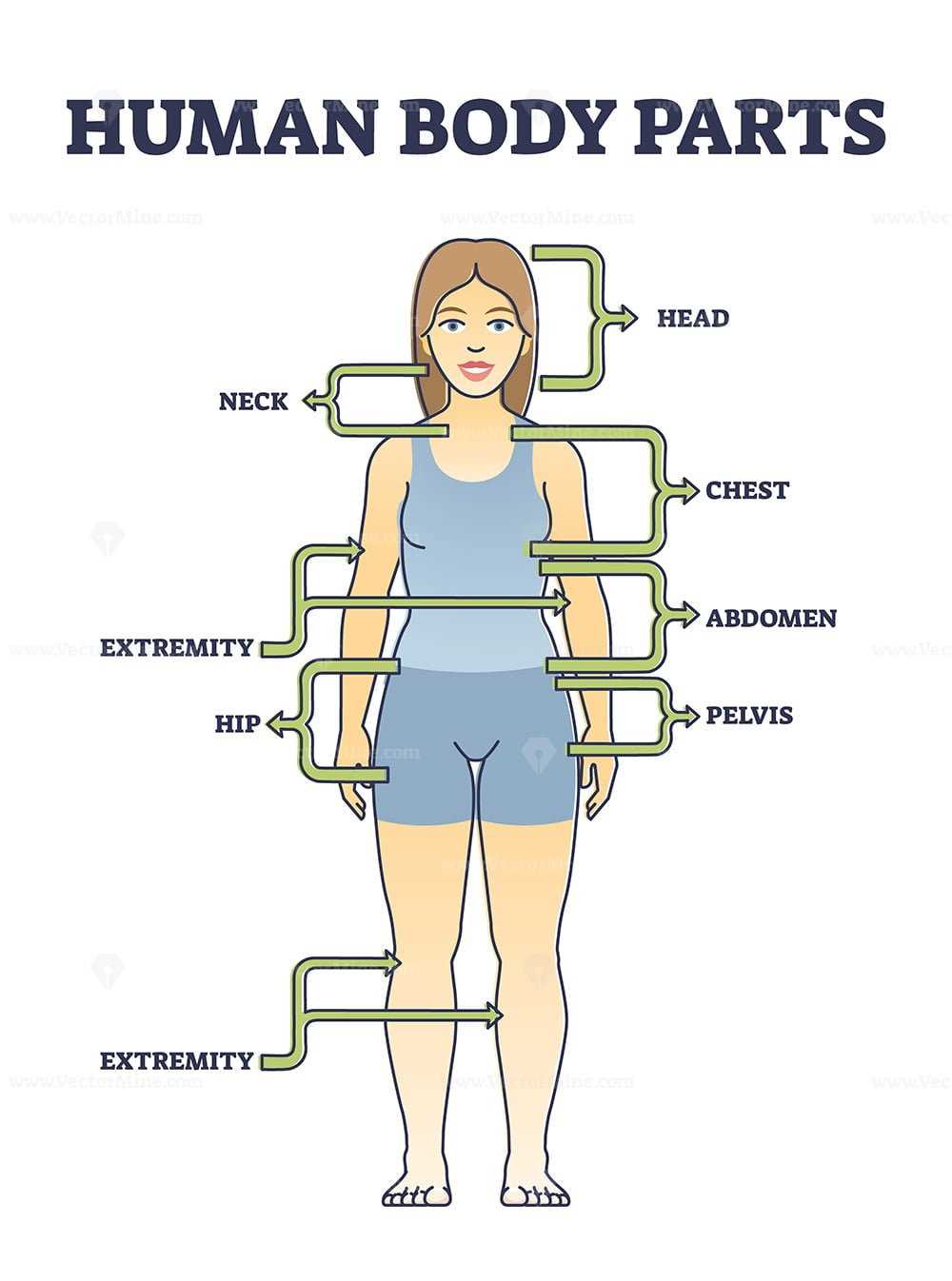 body part diagram