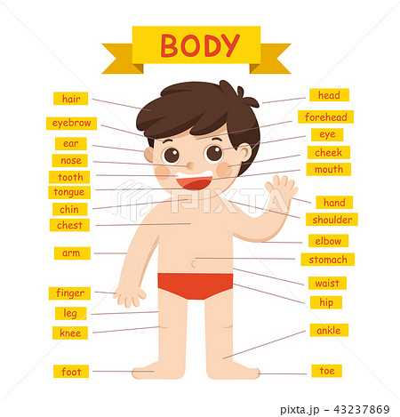 body part diagram