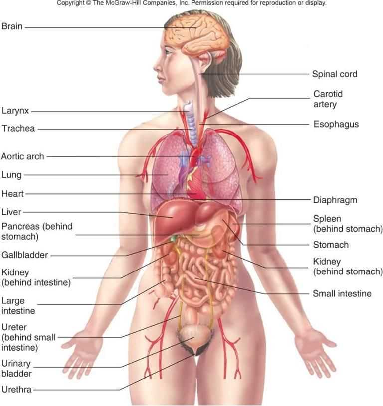 body parts female diagram