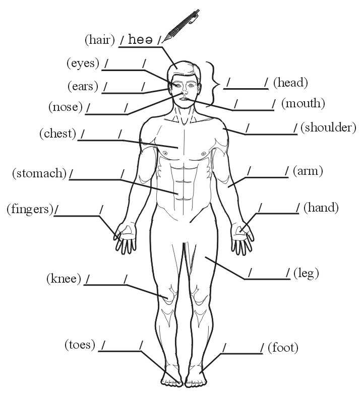 body parts in italian diagram