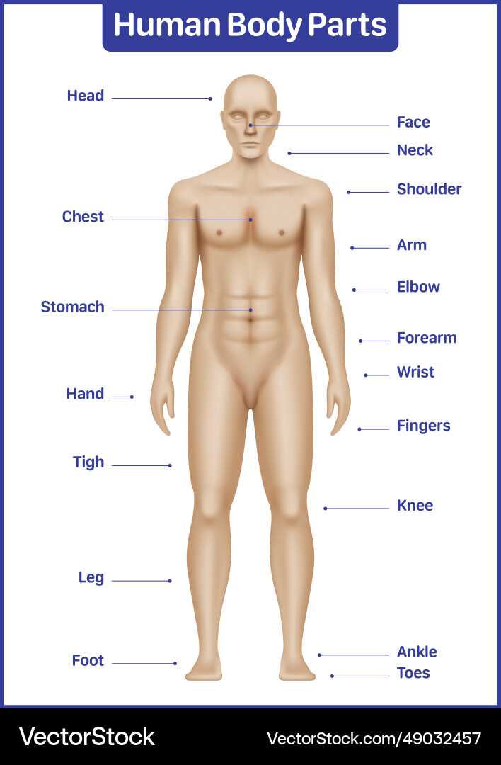 body parts with diagram