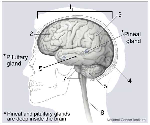 brain diagram 3 parts