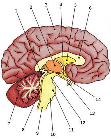 brain diagram 3 parts