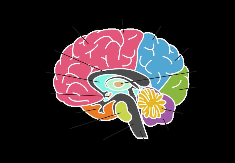 brain diagram with all parts