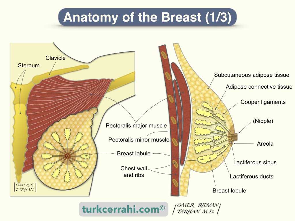 breast parts diagram