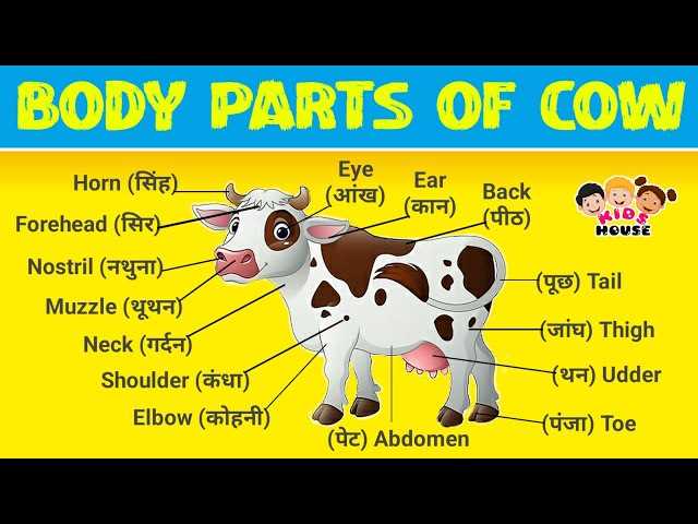 buffalo body parts diagram