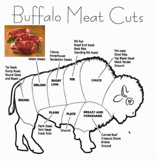 buffalo body parts diagram