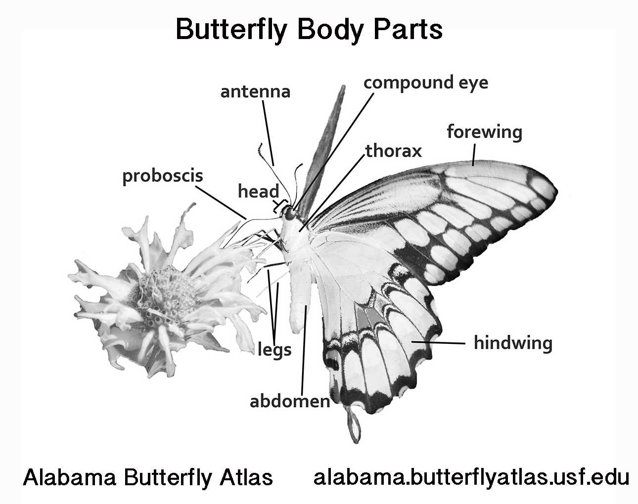 butterfly body parts diagram